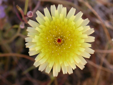 Image of smooth desertdandelion