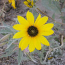 Слика од Helianthus niveus (Benth.) Brandeg.