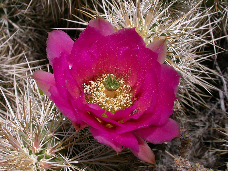 Image of Engelmann's hedgehog cactus