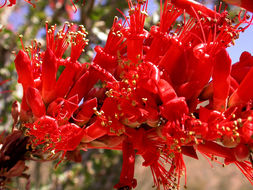 Image of ocotillo