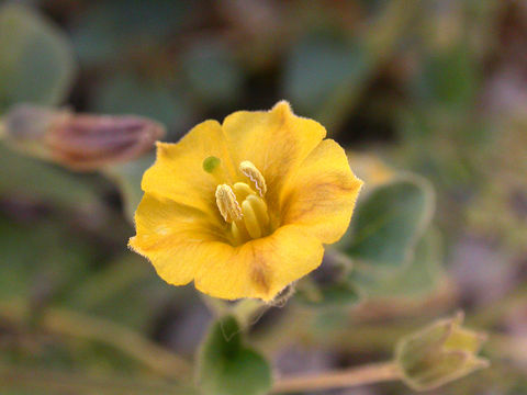 Image of yellow nightshade groundcherry