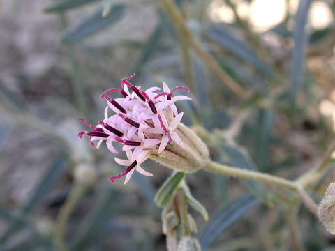 Image of desert palafox