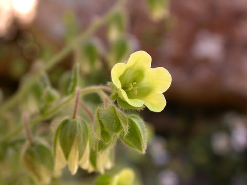 صورة Emmenanthe penduliflora Benth.