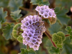 Image of pedicellate phacelia