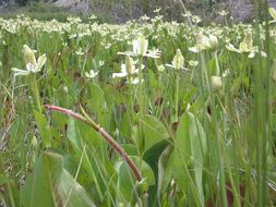 Imagem de Anemopsis californica (Nutt.) Hook. & Arn.