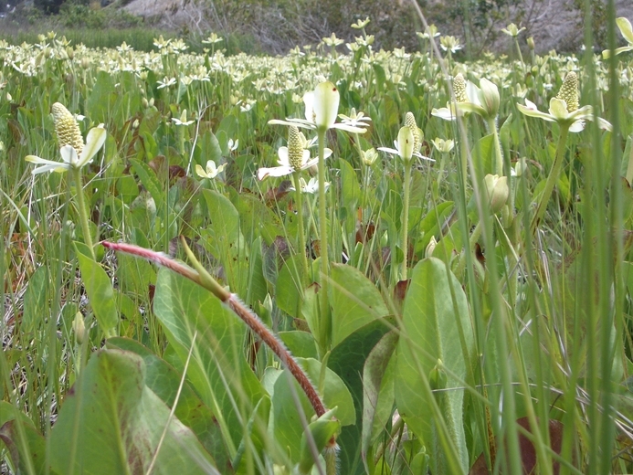 Imagem de Anemopsis californica (Nutt.) Hook. & Arn.