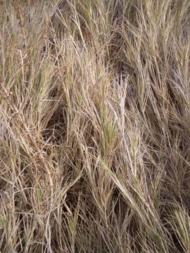 Image of saltgrass