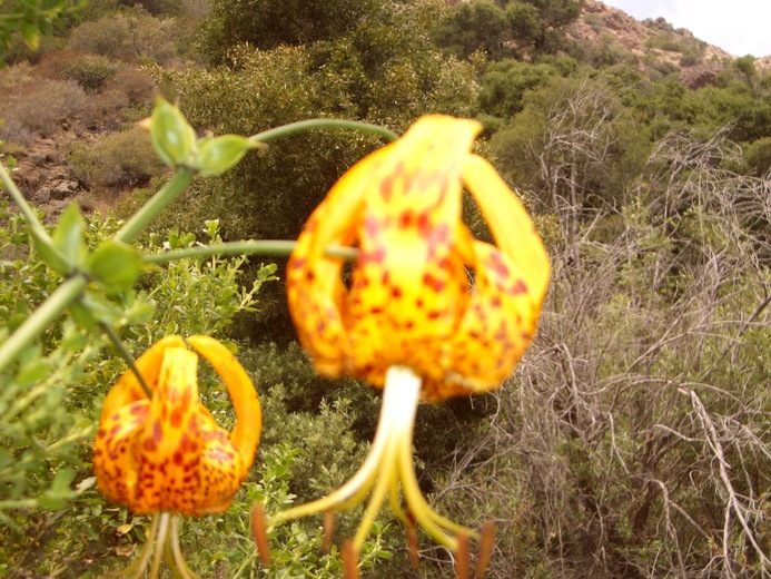 Lilium humboldtii W. Bull resmi