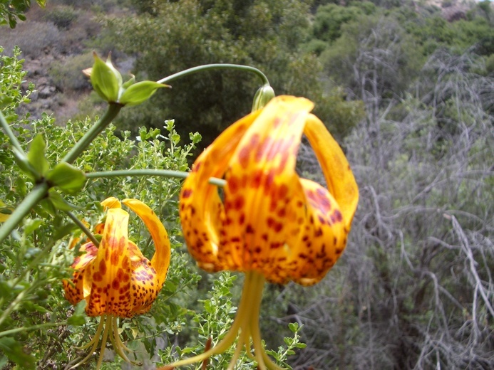 Lilium humboldtii W. Bull resmi