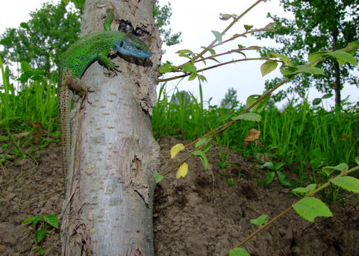 Image of Caucusus Emerald Lizard