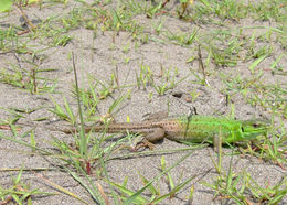 Image of Caucusus Emerald Lizard