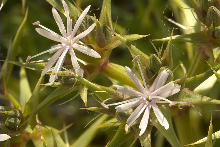 Image de Drypis spinosa subsp. jacquiniana Wettst. & Murb.