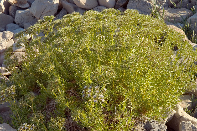 صورة Drypis spinosa subsp. jacquiniana Wettst. & Murb.