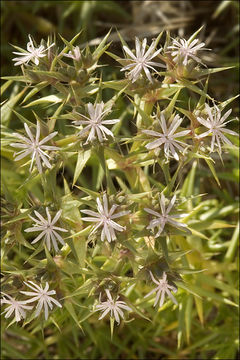 صورة Drypis spinosa subsp. jacquiniana Wettst. & Murb.