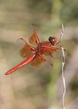 Image of Flame Skimmer