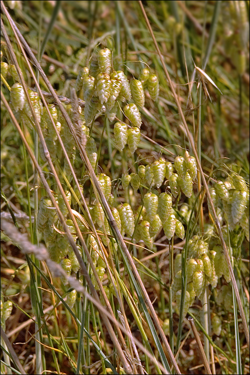 Image of big quakinggrass