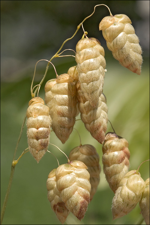 Image of big quakinggrass