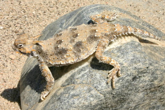 Image of Desert Horned Lizard