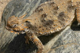 Image of Desert Horned Lizard