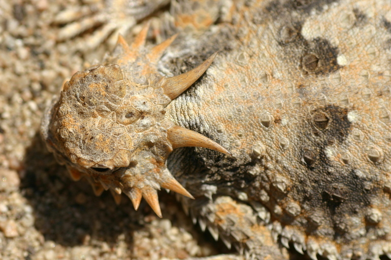 Image of Desert Horned Lizard