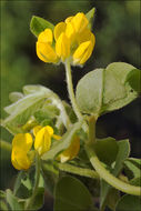 Image of Southern Bird's-foot-trefoil