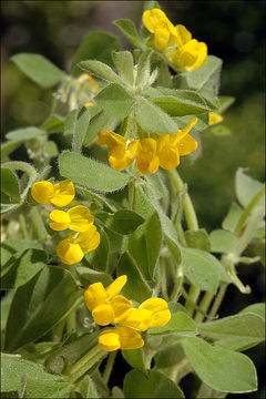 Imagem de Lotus ornithopodioides L.