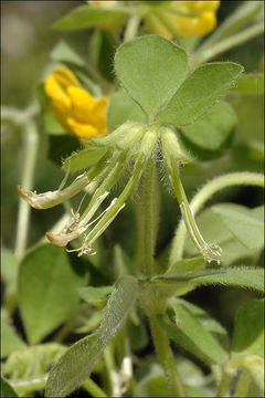 Слика од Lotus ornithopodioides L.