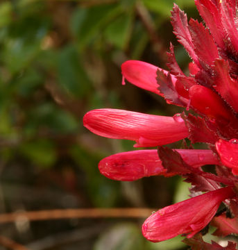 Слика од Pedicularis densiflora Benth.