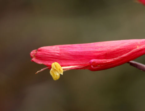 Слика од Pedicularis densiflora Benth.