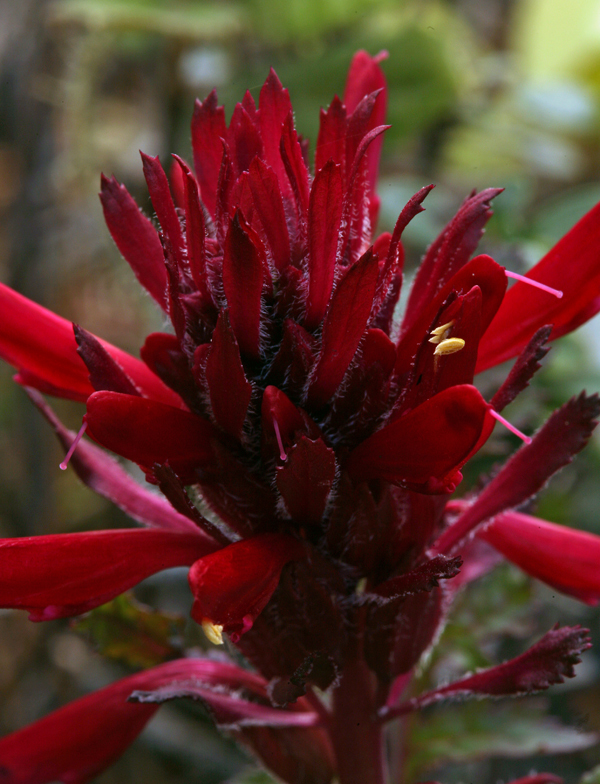 Imagem de Pedicularis densiflora Benth.
