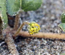 Image of coastal sand verbena