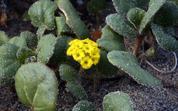 Image of coastal sand verbena