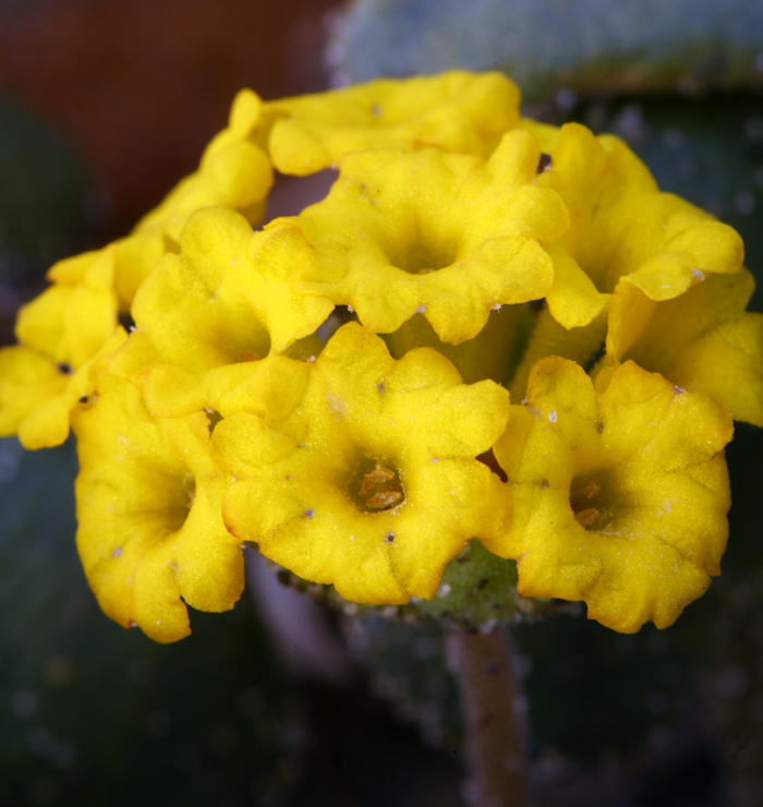 Image of coastal sand verbena