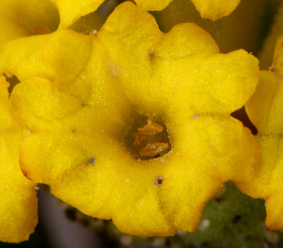 Image of coastal sand verbena