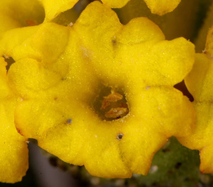 Image of coastal sand verbena