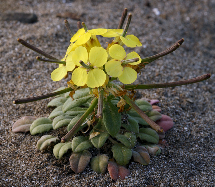 Image of Menzies' wallflower