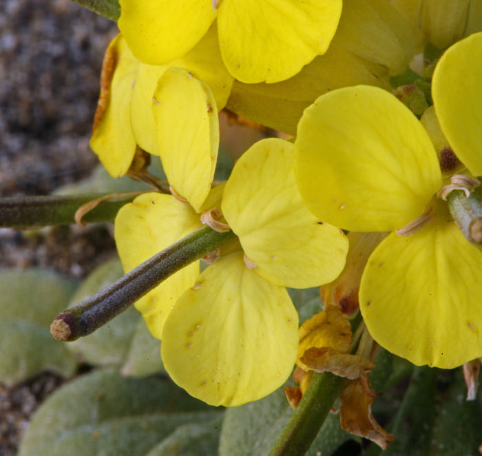 Imagem de Erysimum menziesii (Benth. & Hook. fil.) Wettst.