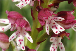 Sivun <i>Orchis ustulata</i> kuva