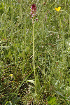 <i>Orchis ustulata</i>的圖片