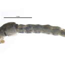 Image of Parorthocladius