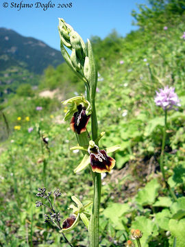 Image of <i>Ophrys caucasica</i>