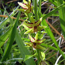 Image of Epipactis veratrifolia Boiss. & Hohen.