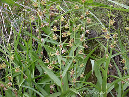 Imagem de Epipactis veratrifolia Boiss. & Hohen.