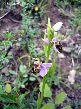 Image of Bee orchid