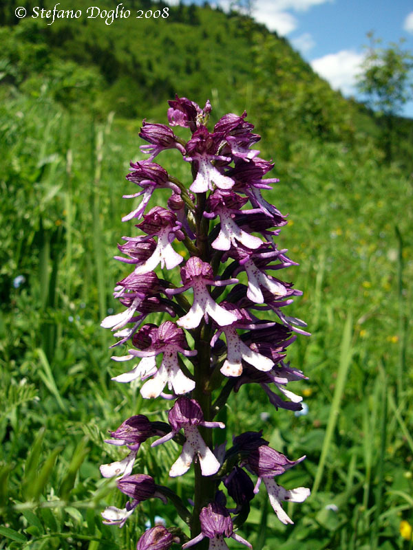 Sivun <i>Orchis caucasica</i> kuva