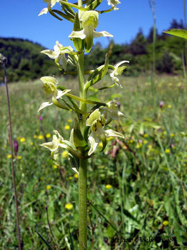 Image of Greater butterfly orchid