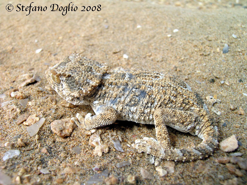 Image of Helmeted gecko