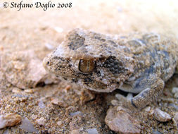 Image of Helmeted gecko