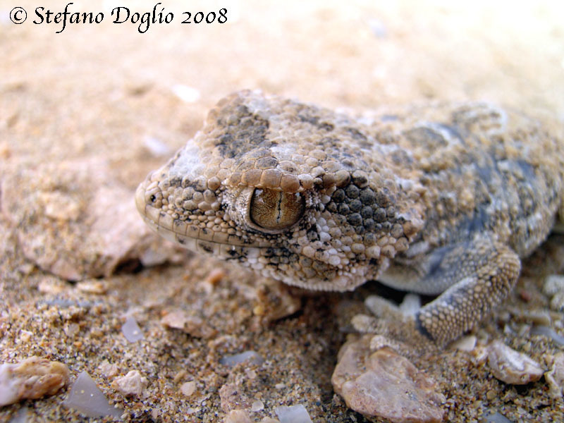 Image of Helmeted gecko