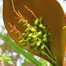 Image of Bactris glassmanii Med.-Costa & Noblick ex A. J. Hend.